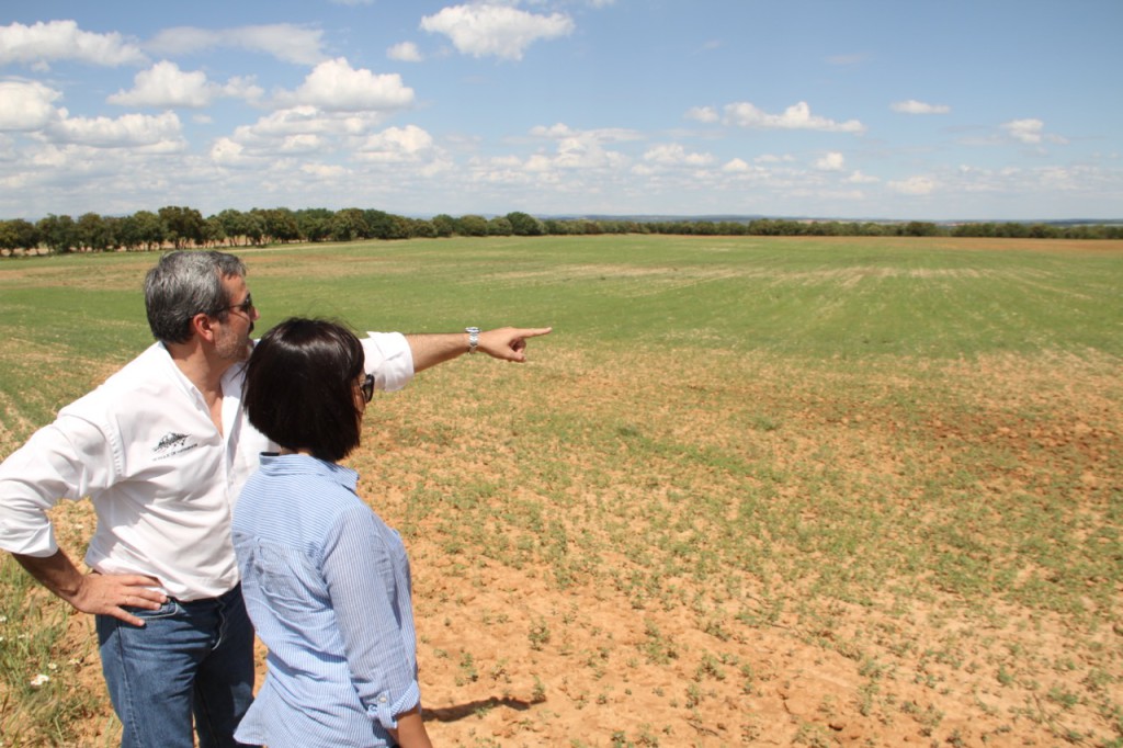 JAIME POSTIGO MUESTRA LA PLANTACION DE SUS TIERRAS CON GARBANZOS EN BOSQUE DE MATASNOS - 1