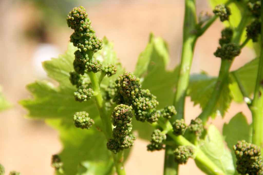 VINA EN FLOR BOSQUE DE MATASNOS - 1